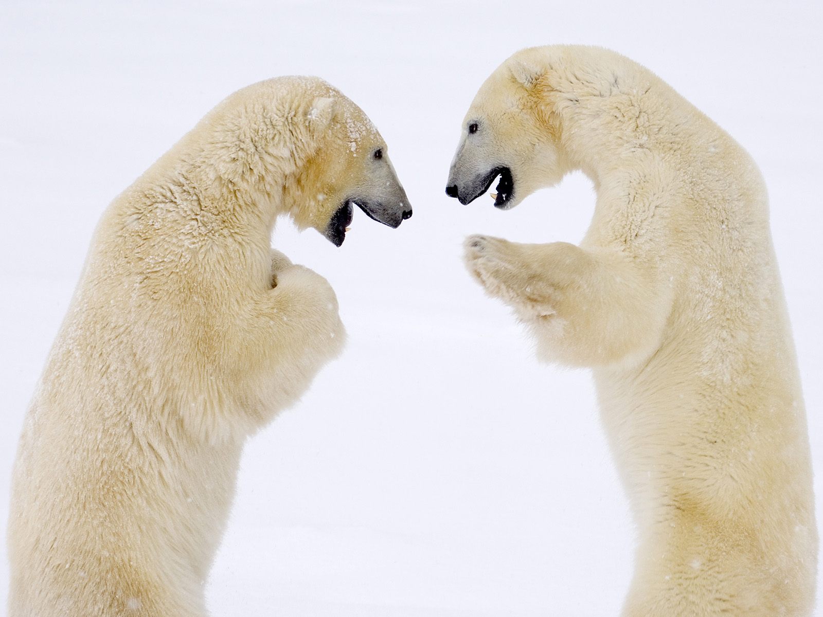 Male Bears Sparring Canada1578459 - Male Bears Sparring Canada - Sparring, Penguins, Male, Canada, Bears